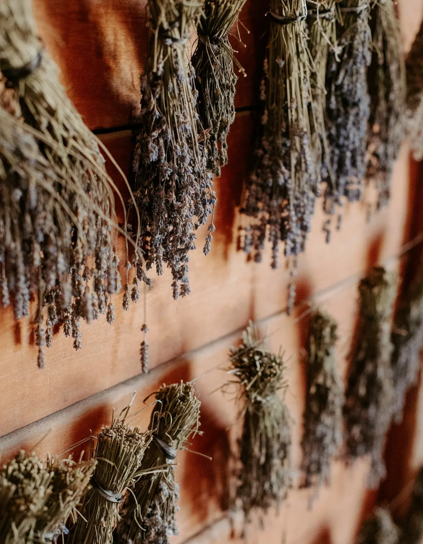 Bunches of dried herbs hanging to dry against a pale wall